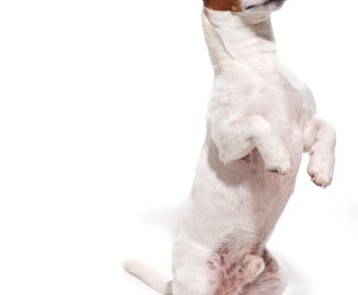 Dog Training Tricks!