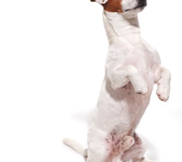 Dog Training Tricks!