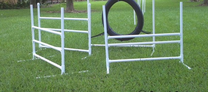 Intro to Dog Agility: Over and Through